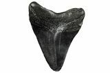 Fossil Megalodon Tooth - South Carolina #332229-1